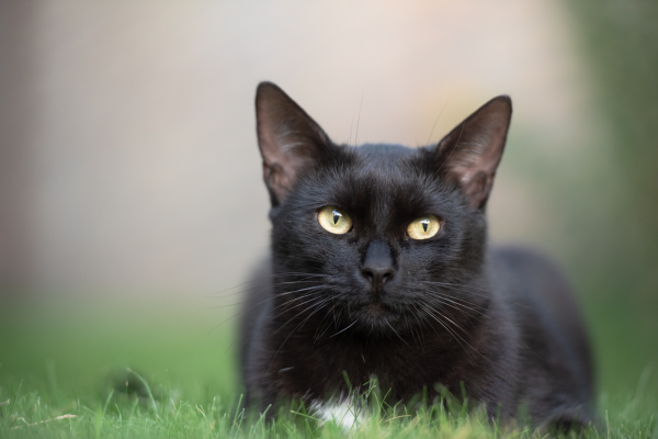 The Origins and Superstitions Surrounding Black Cats – Jin Designs