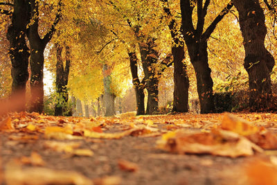 5 Interesting Facts about Autumn