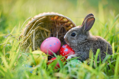 Why are Rabbits Associated with Easter