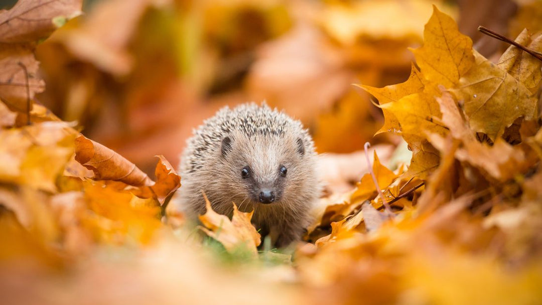 5 Things You Might Not Know About Autumn