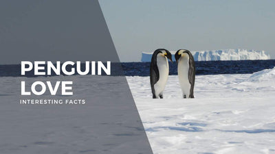 Interesting Facts about Penguin Love