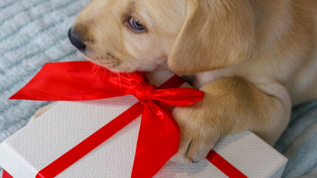 10 Best Gift Ideas For Animal Lovers