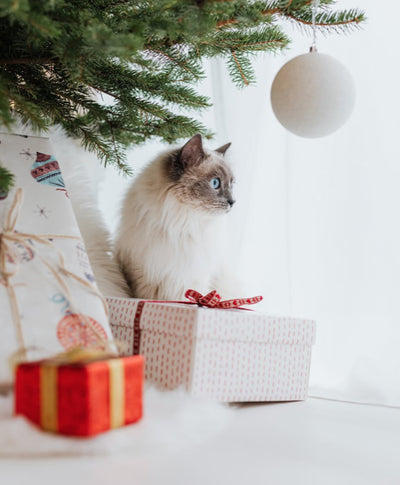 5 Gift Ideas to Impress a Discerning Cat Lover