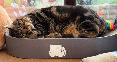 CatLoaf Stars: Meet the Cats Loving Their New Beds!