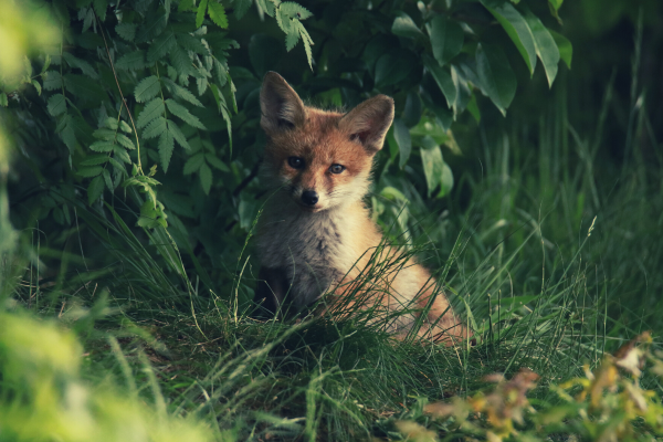 Fox staring