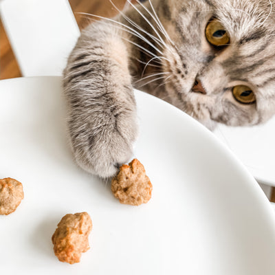 Simple, Healthy and Homemade Cat Treats