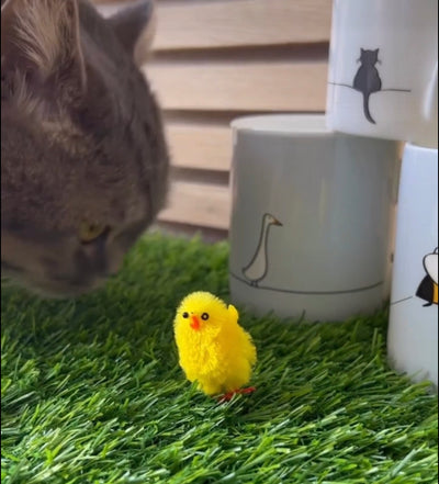 A Close Encounter for the Easter Chicks