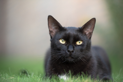 The Origins and Superstitions Surrounding Black Cats