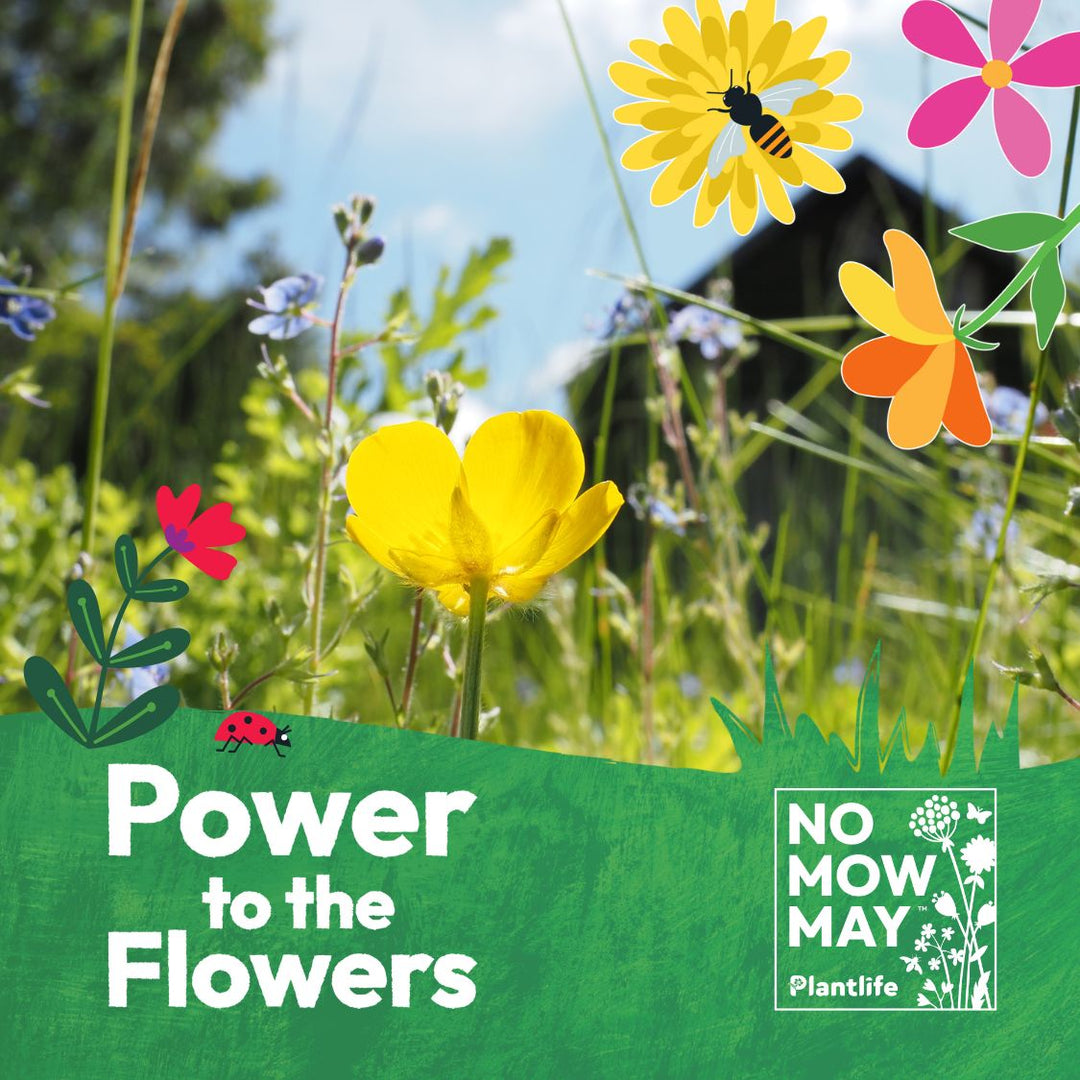 What is No Mow May and How to Take Part