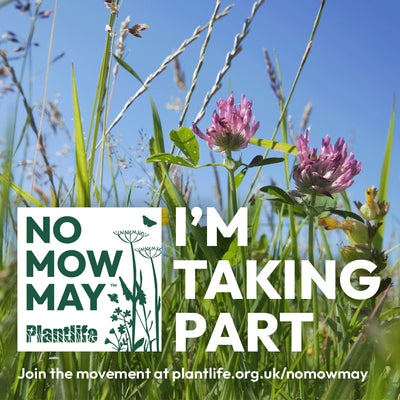 What is No Mow May and How to Take Part