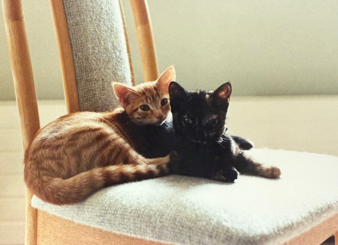 A Tale of Two Cats