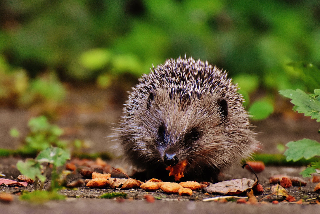 Why We Find Joy In Wildlife