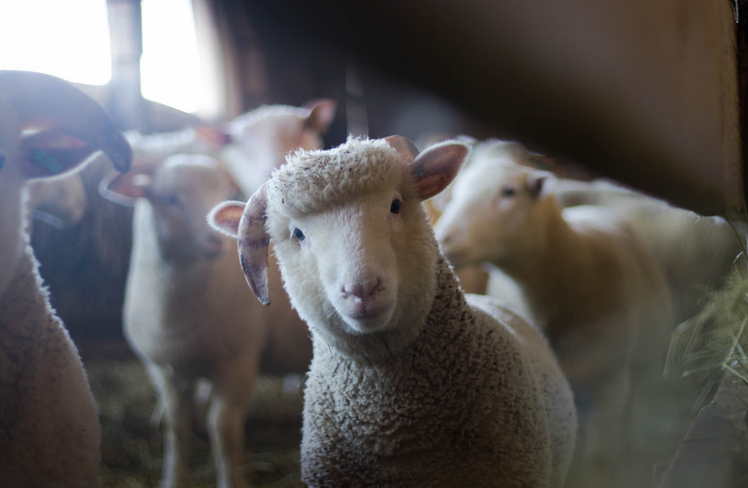8 of the Best Animal Themed Gifts