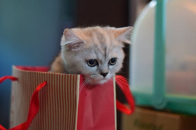 5 Elegant Gift Ideas for the Discerning Cat Lover