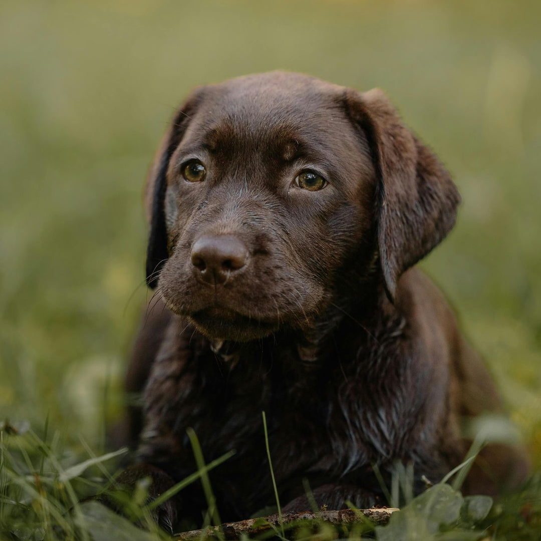 The Remarkable Rise of the Chocolate Labrador