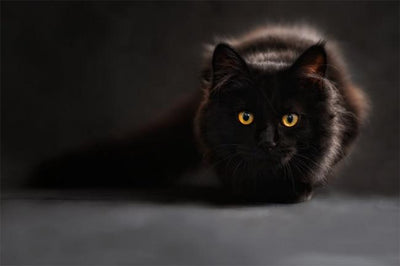 The Tale of Black Cats