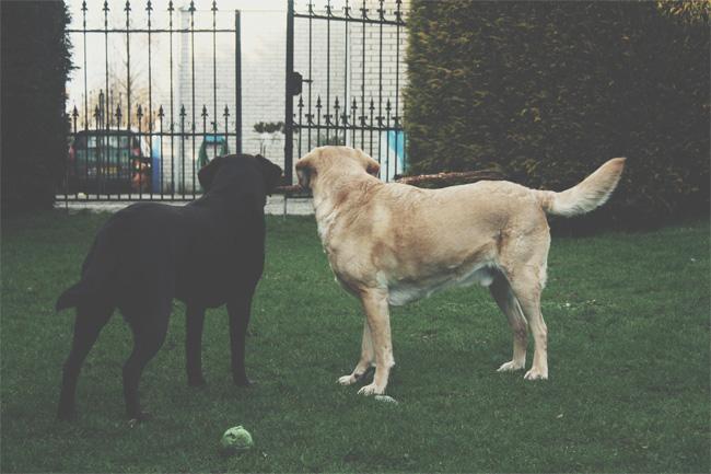 Choosing Gifts for Dog Lovers