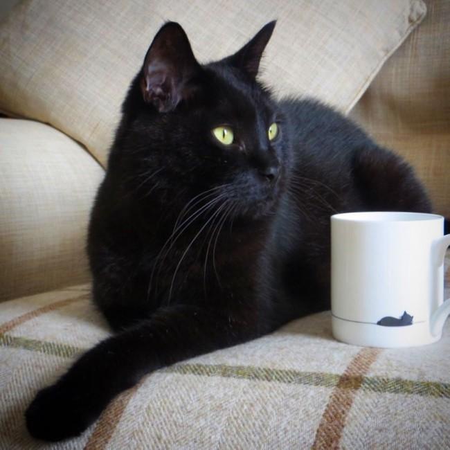 Finding the Perfect Gift for a Cat Lover