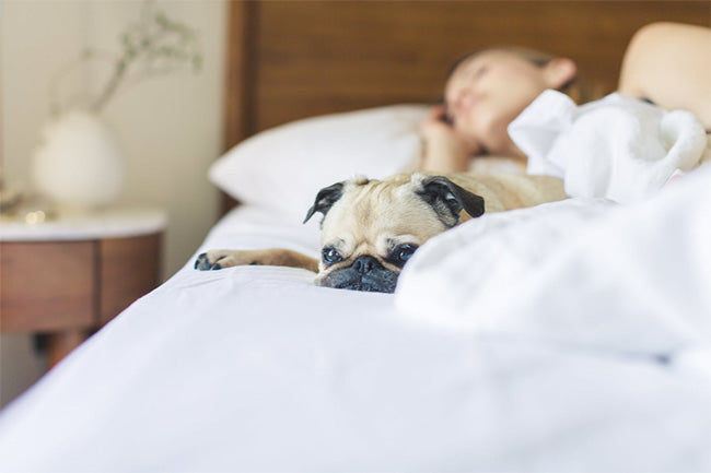 The Joy of Our Pets