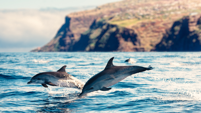 Why We Love Dolphins  - and why they are the next Jin Designs Collection
