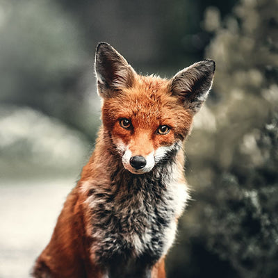 Animals and what they symbolise