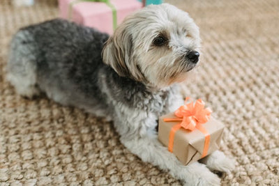 12 Best Gift Ideas For Animal Lovers