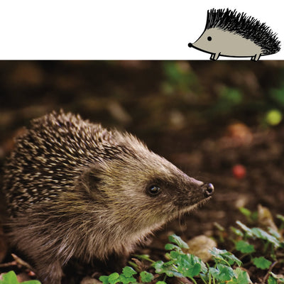 5 Fun Facts about Hedgehogs