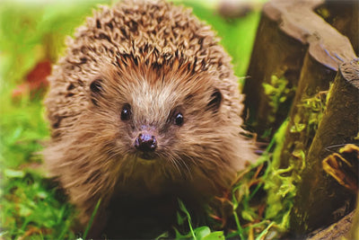 How to Encourage Hedgehogs into your Garden