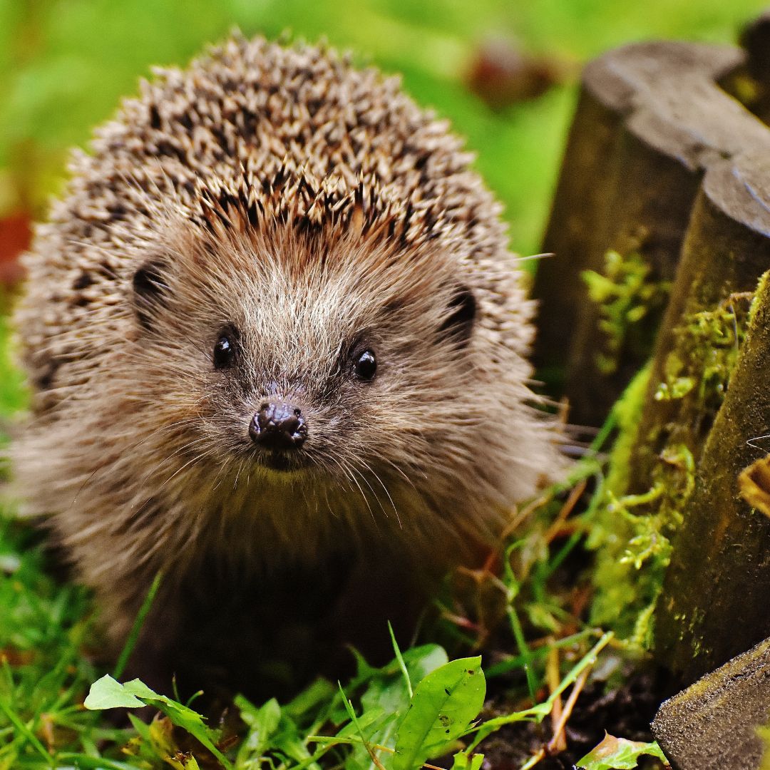 5 Fun Facts about Hedgehogs
