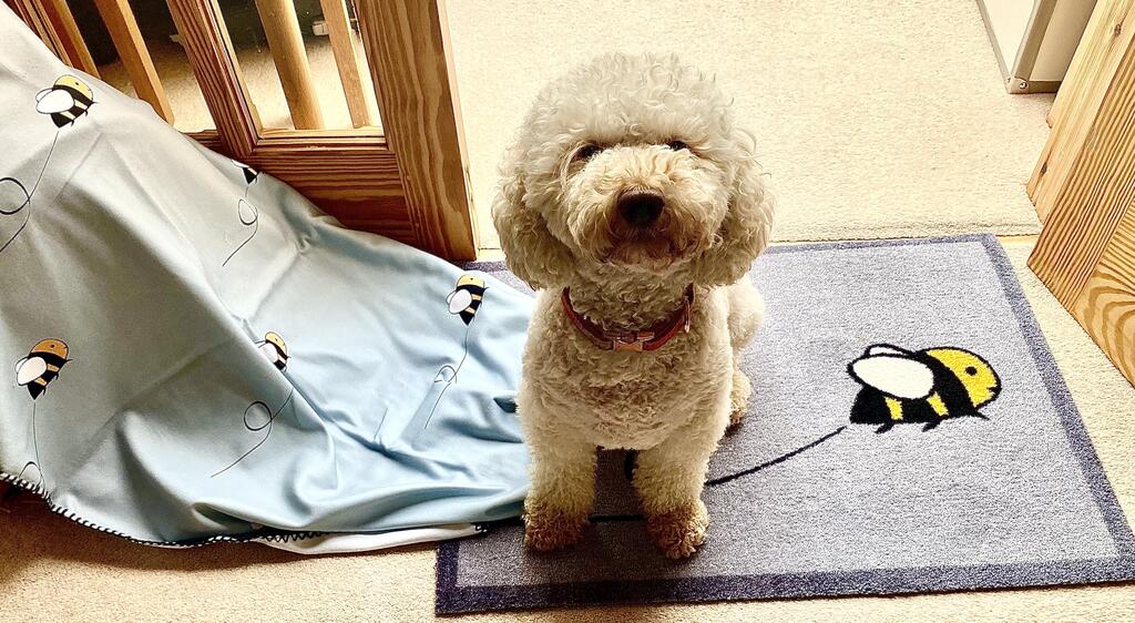 What's Going On in a Dog's Mind?