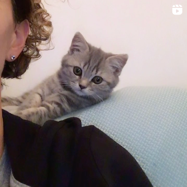 The Joy of Cats - and Kittens