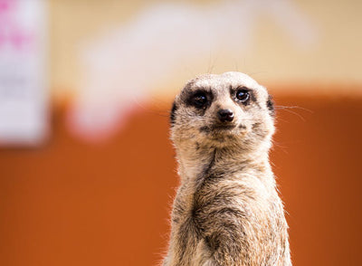 Introducing Meerkat