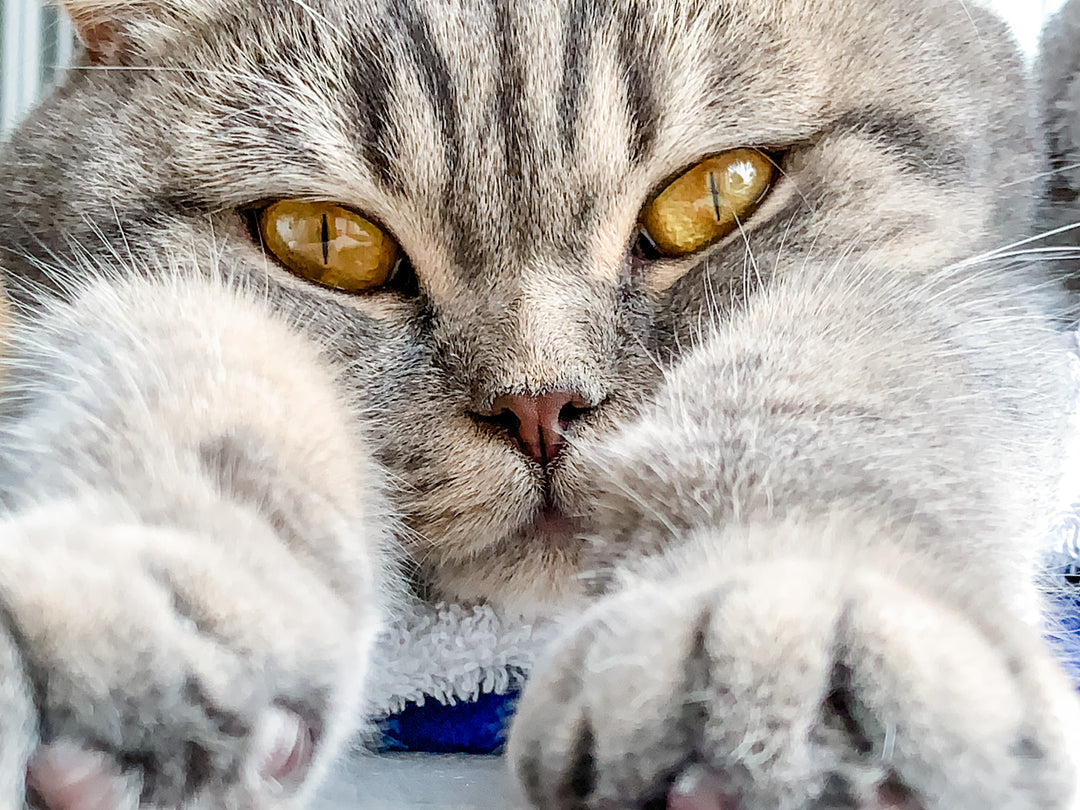 3 Step Guide to Celebrating International Cat Day 2022