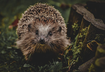 Why Do We Love Hedgehogs? The History, Symbolism and Folklore of Britain's Best Loved Creatures