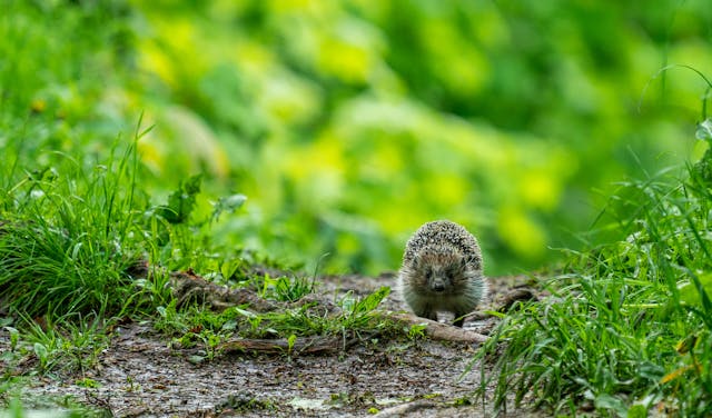 How to Help Hedgehogs in Your Garden This Year