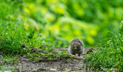 How to Help Hedgehogs in Your Garden This Year