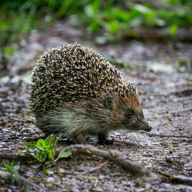 Get Trundling to Help The Hedgehogs