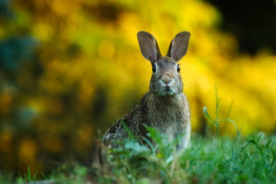 The Year of the Rabbit: What do Rabbits symbolise?