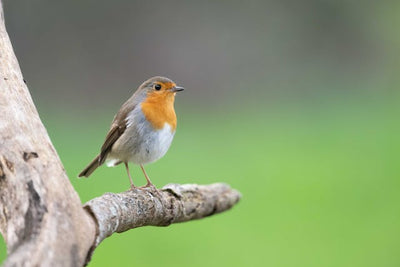 When robins appear... facts and folklore about Britain's best loved bird