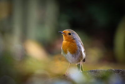 When robins appear... facts and folklore about Britain's best loved bird