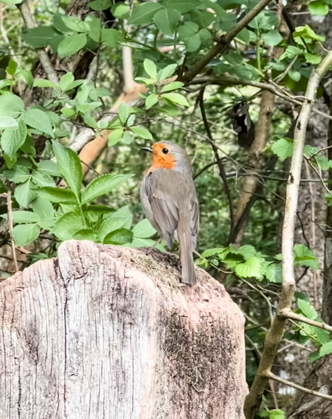 Robin red breast