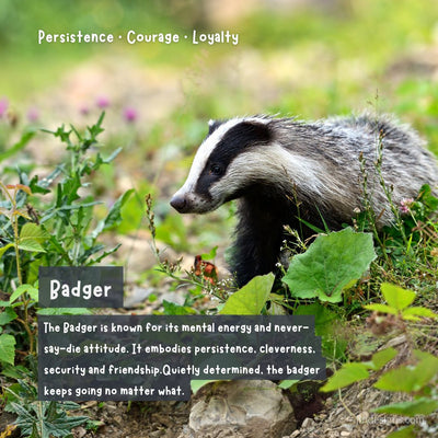Badger in a natural setting with descriptive text about persistence, courage, and loyalty.
