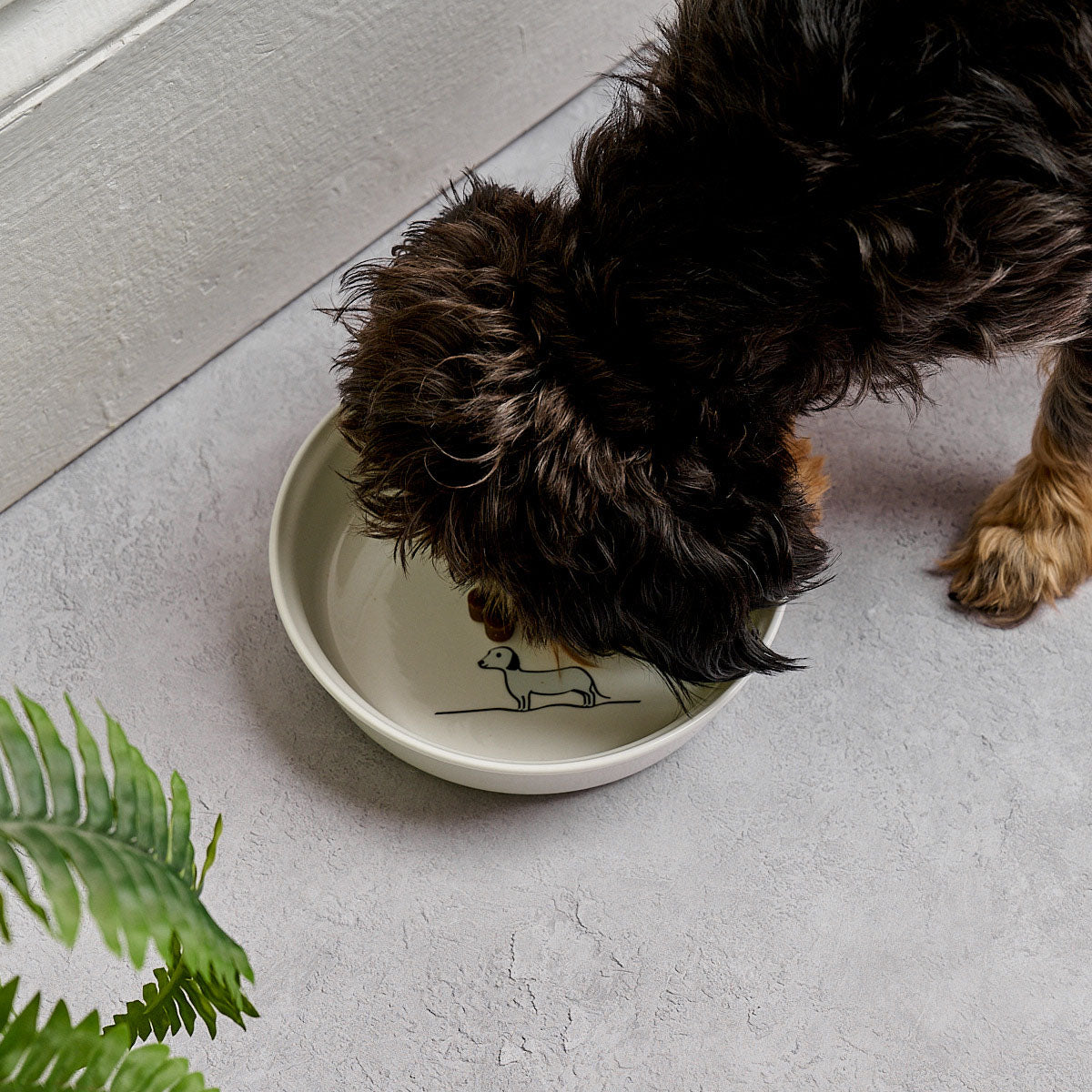 Dog Bowl with Sausage Dog and Beau the dog