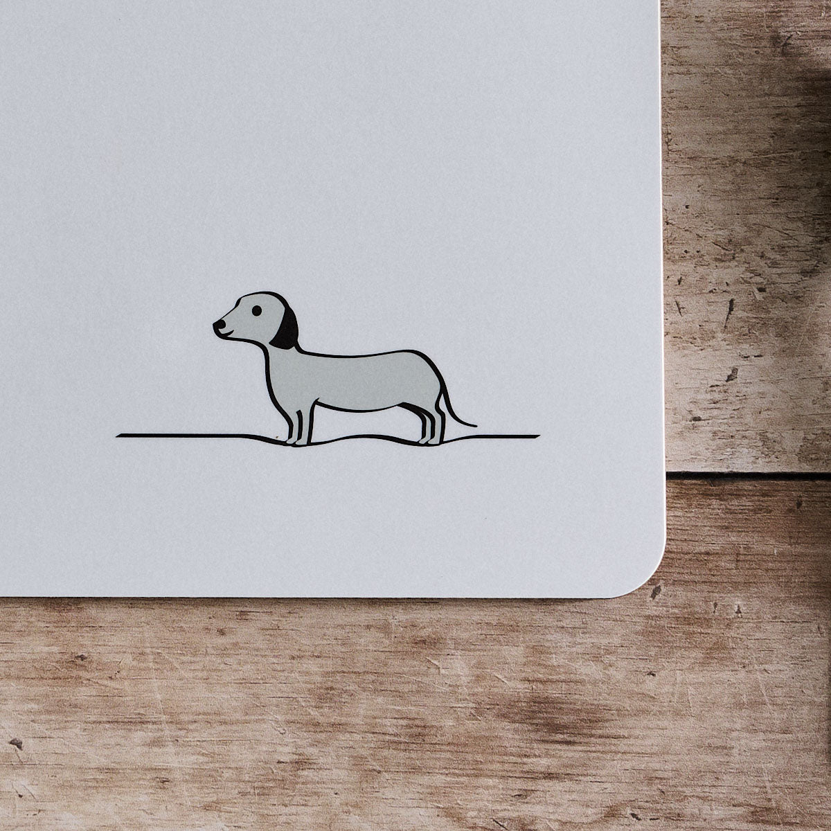 Sausage Dog close up
