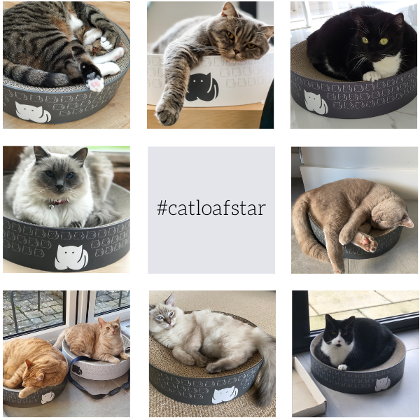 Cats in the CatLoaf Cat Scratcher Beds