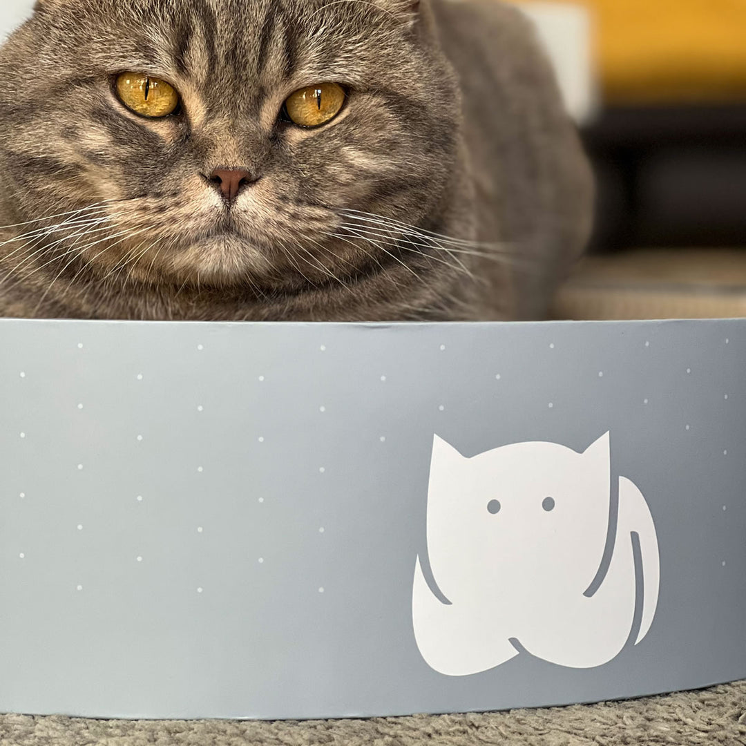 Cat in the CatLoaf Bed