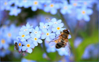 Forget-me-not flowers with bee