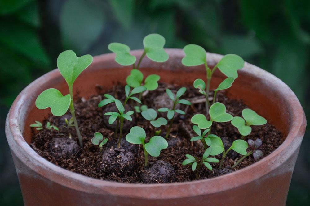 Germinating seedballs