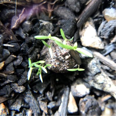 Poppy seeds germinating