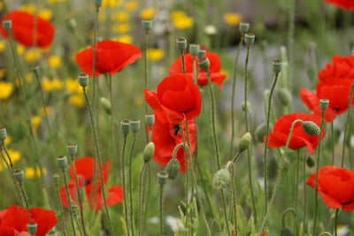 Red poppies in a field